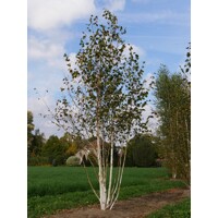 Breza úžitočná 'Doorenbos' viackmeň – Snehobiela dominanta