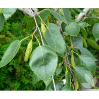 Breza úžitočná 'Doorenbos' viackmeň – Snehobiela dominanta