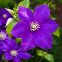 Plamienok 'Jackmanii' – Tradičná fialová popínavá dominanta