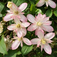 Plamienok horský 'Marjorie' – Poloplný lososový skvost s vôňou