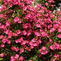 Eskalónia 'Red Dream' – Kompaktný stálozelený ker s červenými kvetmi