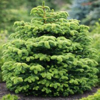 Jedľa grécka 'Meyer's Dwarf' – Zakrpatený ihličnan do skalky