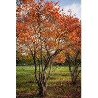 Muchovník Lamarckov (Amelanchier lamarckii) – Sladká krása