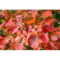 Muchovník Lamarckov (Amelanchier lamarckii) – Sladká krása