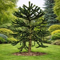 Araukária čílska 'Araucana' – Unikátny exotický ihličnan do záhrady