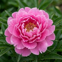 Pivonka čínska 'Alexander Fleming' – Sýtoružová voňavá klasika