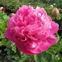 Pivonka čínska 'Bouquet Perfect' – Ružový skvost do každej vázy