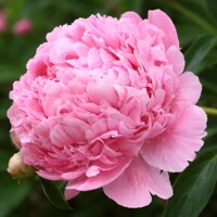 Pivonka čínska 'Edulis Superba' – Intenzívne voňavá ružová klasika