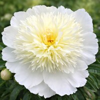 Pivonka čínska 'Immaculee' – Nežná biela trvalka do záhrady