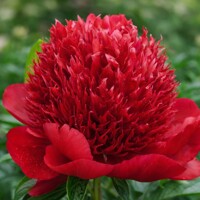 Pivonka čínska 'Red Charm' – Najkrajšia sýtočervená trvalka