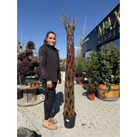 Salix americana - Americká pletená vŕba