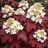 Hortenzia dubolistá ´Burgundy´ – Najkrajšie jesenné sfarbenie