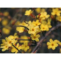 Jazmín nahokvetý – žltý zimný jazmín do vašej záhrady