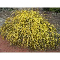 Jazmín nahokvetý – žltý zimný jazmín do vašej záhrady