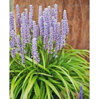 Liriope modrastá ´Ingwersen´ – Hustý zelený koberec do tieňa