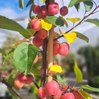 Okrasná jabloň ´Red Sentinel´ (viackmeň) – žiarivé plody celú zimu