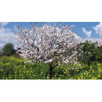 Mandľa obyčajná (Prunus amygdalus) – chutné plody a krásne kvety
