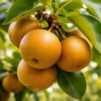 Hruška japonská Nashi (Pyrus pyrifolia) – exotická šťavnatosť