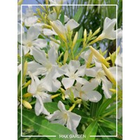 Oleander obyčajný (Nerium oleander) – kvitnúci klenot terasy