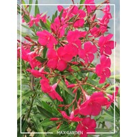 Oleander obyčajný (Nerium oleander) – kvitnúci klenot terasy