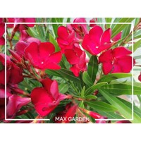 Oleander obyčajný (Nerium oleander) – kvitnúci klenot terasy