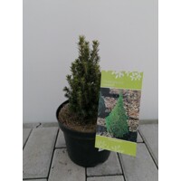 Smrek biely ´Zuckerhut´ (Picea glauca) – trpasličia cukrová homôľa