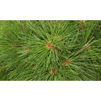 Borovica čierna ´Brepo´ (Pinus nigra) – dokonalá guľa na kmienku