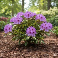 Rododendrón ´Blattgold´ – unikátny ker so zlatistými listami