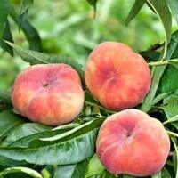 Broskyňa ´Saturn´ – plochá taniierová broskyňa s medovou chuťou