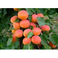 Marhuľa ´Bhart´ (Orange Red®) – prémiová odroda s úžasnou chuťou