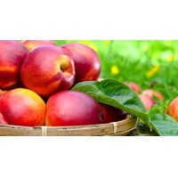 Nektarinka ´Harko´ – najodolnejšia mrazuvzdorná odroda s bohatou úrodou