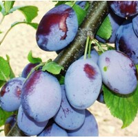 Slivka ´Top King´ – veľkoplodá odroda odolná voči šárke