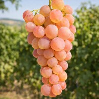 Vinič hroznorodý ´Nachodka´ – extra skorá bezkôstková odroda