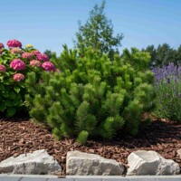 Borovica horská ´Pumilio´ (Pinus mugo) – rozložitý zakrpatený ker