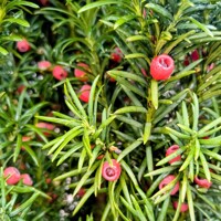 Taxus baccata ‘Fastigiata Robusta’ – stĺpovitý tis s koreňovým balom