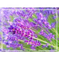 Levanduľa 'Hidcote Blue' – najobľúbenejšia sýto fialová levanduľa