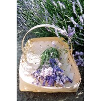 Levanduľa 'Hidcote Blue' – najobľúbenejšia sýto fialová levanduľa