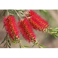 Tyčinkovec Laevis kríkový – Exotický ker so šarlátovými kvetmi