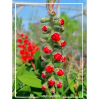 Tyčinkovec Laevis kríkový – Exotický ker so šarlátovými kvetmi