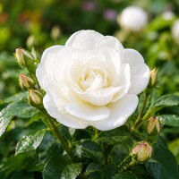 Ruža na kmienku Hakun - Elegantná biela dominantna záhrady