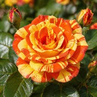 Ruža na kmienku ´Orange Lemon´ - Exotická pásikavá rarita