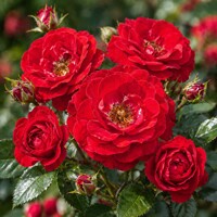 Ruža na kmienku ´RED FAIRY´ - Bohato kvitnúci červený vodopád