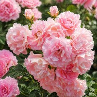 Ruža na kmienku ´ROSARIO´ - Nežná ružová elegancia