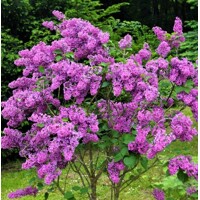 Orgován obyčajný ´KARDINAL´ - Intenzívna purpurová dominanta