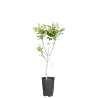 Orgován obyčajný ´KARDINAL´ - Intenzívna purpurová dominanta