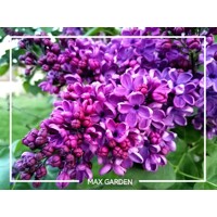 Orgován obyčajný - Syringa vulgaris 'Andenken an Ludwig Spath' - na 75/100cm kmeni