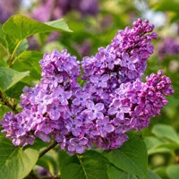 Orgován obyčajný ´MASSENA´ na kmeni - Purpurový gigant