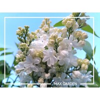 Orgován obyčajný ´Mme Lemoine´ – Najkrajšia plnokvetá biela odroda