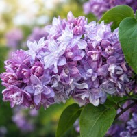 Orgován obyčajný ´Mme Lemoine´ – Najkrajšia plnokvetá biela odroda