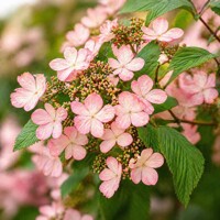 Viburnum plicatum ´MOLLY SCHROEDER´ - Vzácna ružová kalina